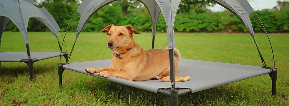 Hond afkoelen: Hoe houd ik mijn hond koel in de zomer?